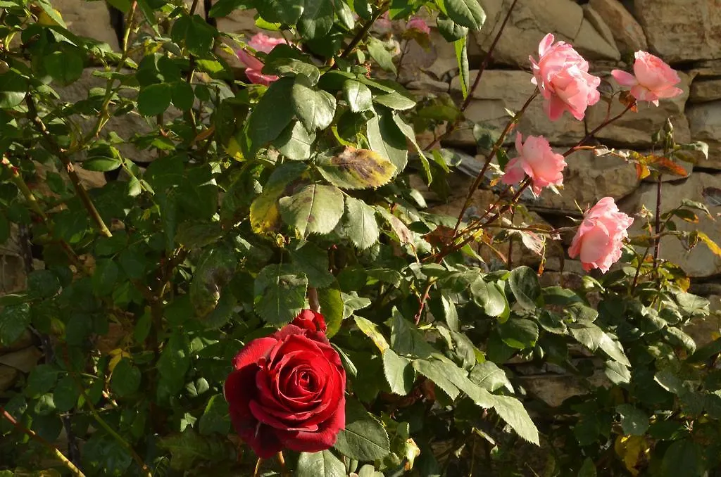 Villa Gabry B&B Ospedaletti Bed & Breakfast