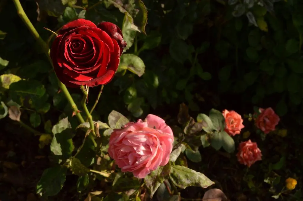 Villa Gabry B&B Ospedaletti Bed & Breakfast
